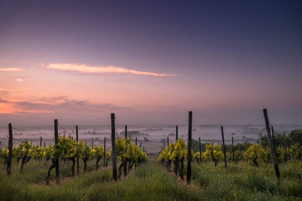 Photo Vineyard tour