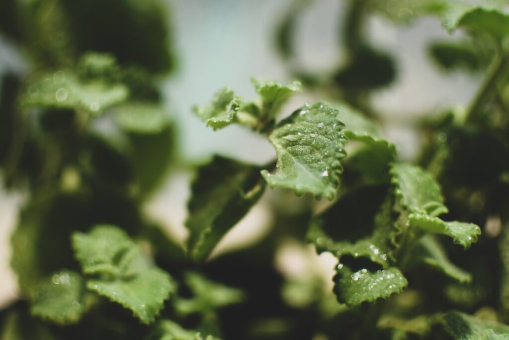 Photo Fresh herbs