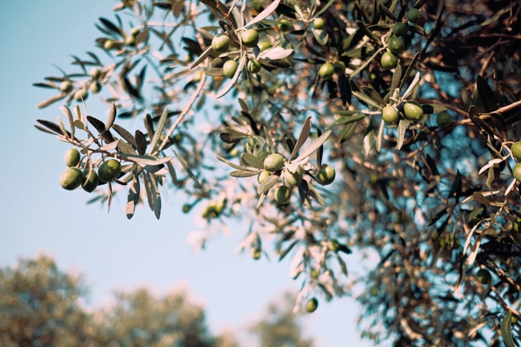 Photo Olive oil