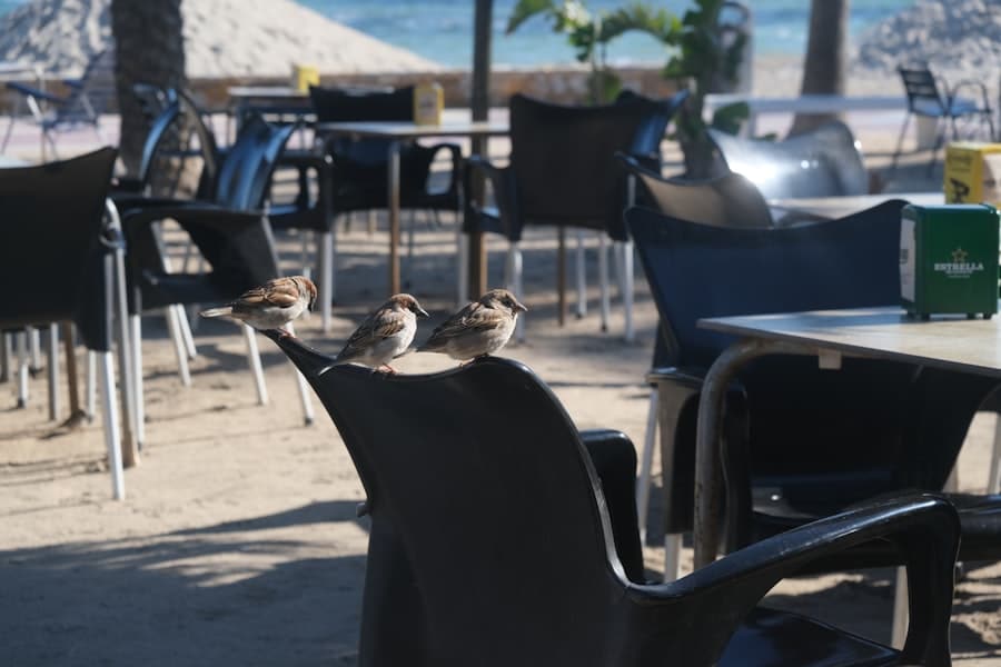 terras