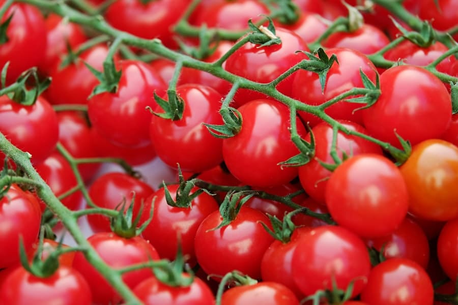 Photo tomaten