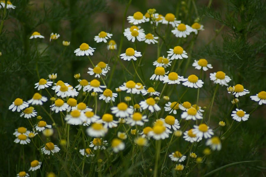 herbal aromatherapy self-care
